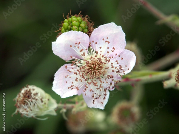 Fototapeta Isolated close-up of the blossom and pistils of an elmleaf blackberry (rubus ulmifolius) or thornless blackberry