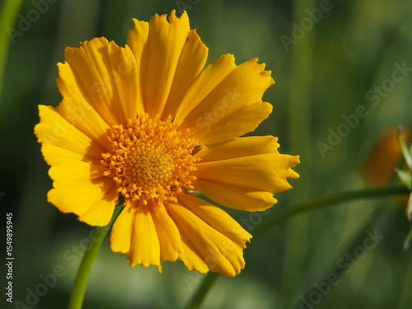 Fototapeta Close-up of the blossom of a coreopsis lanceolate L.