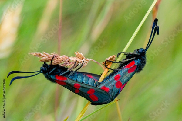 Fototapeta Zesvlekwitvlekken in paring op grasspriet / Six-spot Burnet Moths Mating on Grass Blade