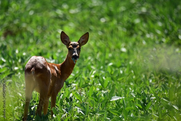 Obraz roe deer in the grass