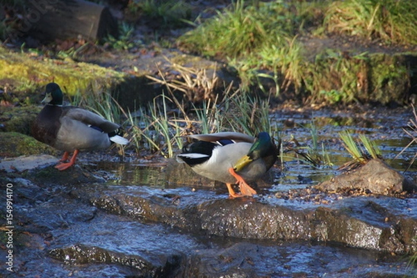 Obraz duck on the water