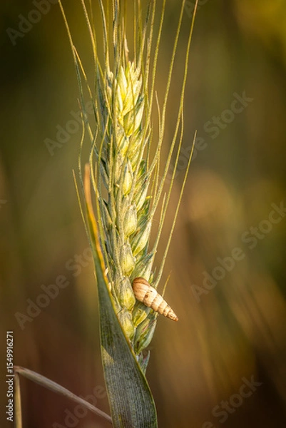 Obraz A pointed snail on a ear of wheat, with a shallow depth of field