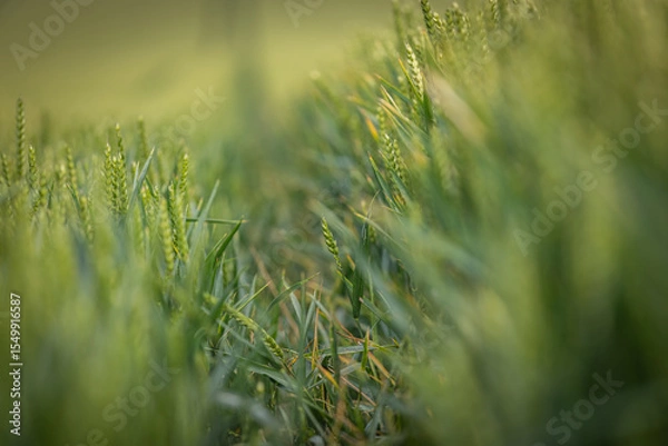 Obraz A wheat field in the South Downs, with selective focus