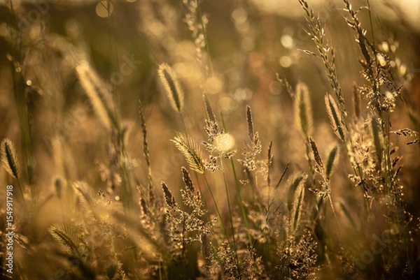 Obraz Golden hour in a grass meadow, with a shallow depth of field