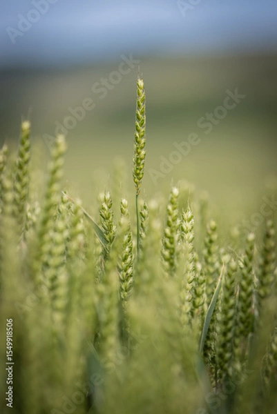 Obraz A close up of wheat growing on farmland in Sussex, with a shallow depth of field