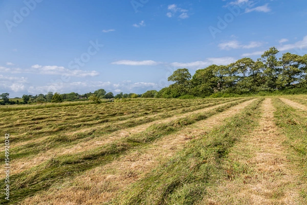 Obraz A freshly cut hay meadow in the South Downs, with a blue sky overhead