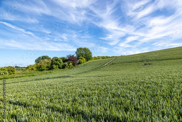 Obraz Green cereal crops in the South Downs, with a blue sky and wispy clouds overhead