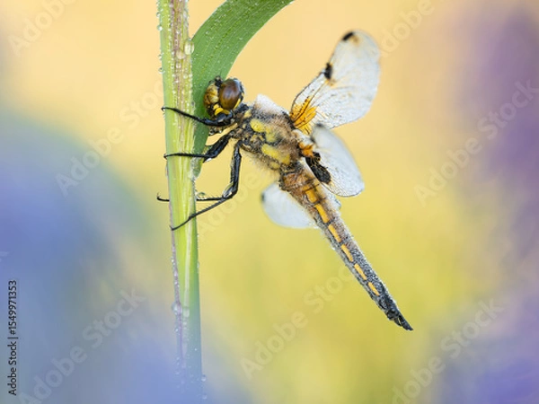 Fototapeta Beautiful nature scene with Four spotted Chaser (Libellula quadrimaculata). Macro shot of Four spotted Chaser (Libellula quadrimaculata) on the flower.