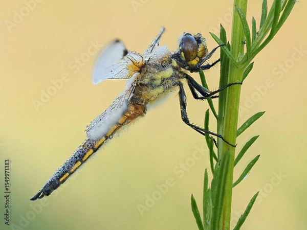 Fototapeta Beautiful nature scene with Four spotted Chaser (Libellula quadrimaculata). Macro shot of Four spotted Chaser (Libellula quadrimaculata) on the flower.