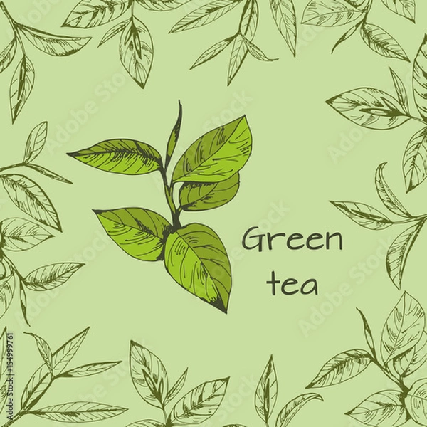 Obraz vector background with tea logo, hand-drawn leaves and branches of tea
