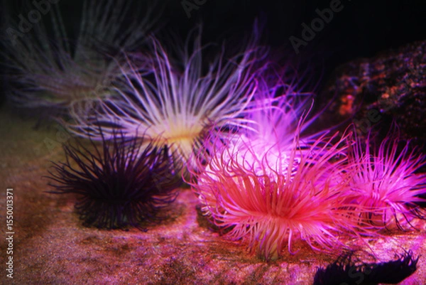 Obraz Cylinder or color tube anemone (Cerianthus membranaceus)