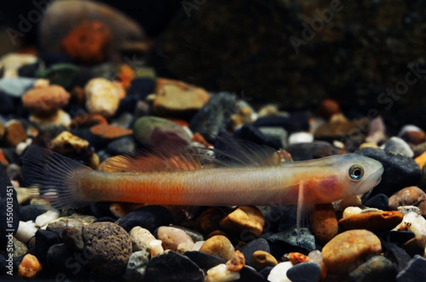 Obraz Beautiful stream goby (Sicyopus beremeensis)