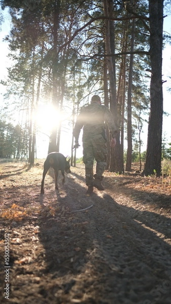 Fototapeta A man in military camouflage uniform walks through a pine forest with his Doberman dog. Soldier in summer