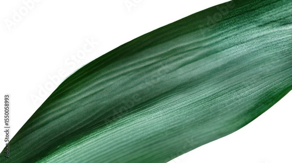 Obraz Emerald Leaf: A Close-Up Study of Nature's Design