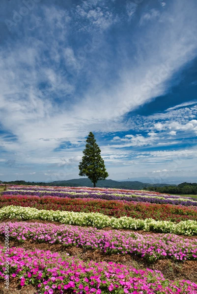 Fototapeta A colorful flower field on the hill.  Hanazashiki Awaji Island
