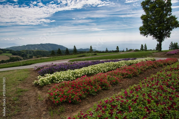 Fototapeta A colorful flower field on the hill.  Hanazashiki Awaji Island
