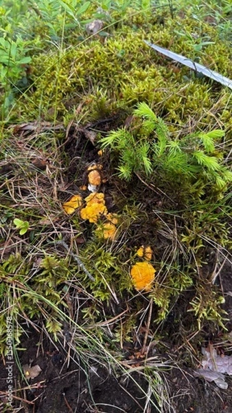 Obraz yellow moss on the ground