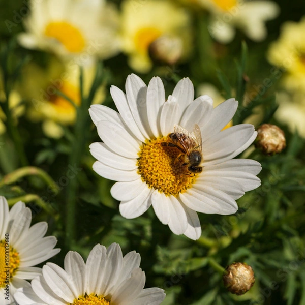 Fototapeta A hardworking bee collects as much pollen as possible to process into honey