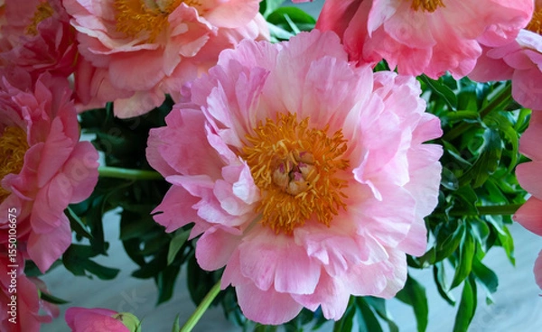 Fototapeta Bright pink large peony flower close-up. Latin name Paeonia. Paeonia 'Coral Charm' . Selective focus