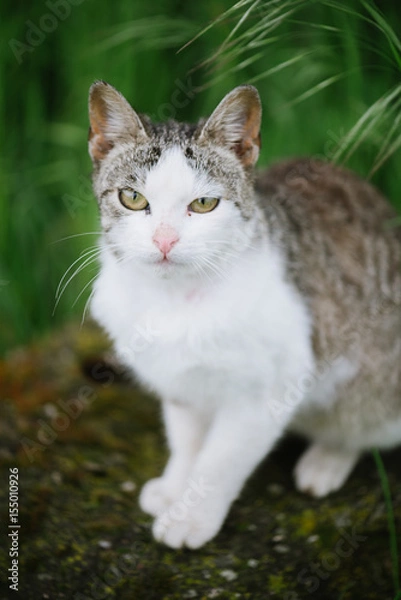 Obraz Cute cat in garden