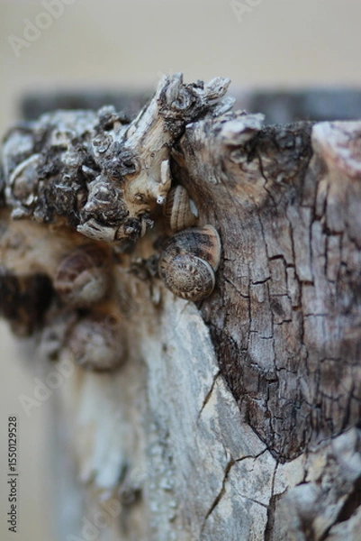 Obraz Snails on an old brown tree trunk