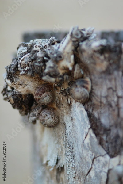 Obraz Snails on an old brown tree trunk