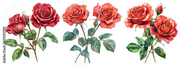 Obraz PNG Vibrant watercolor red roses, element set on transparent background