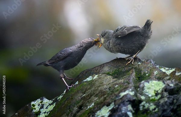 Fototapeta Dipper feeding time