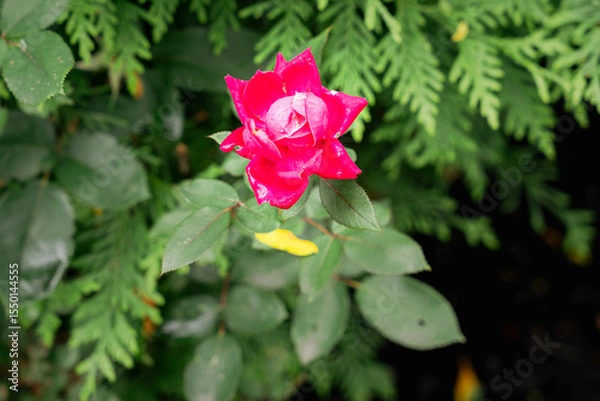 Fototapeta Spring Flowers