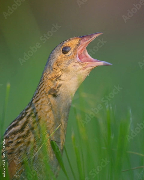Obraz Corn crake portrait when its calling loud