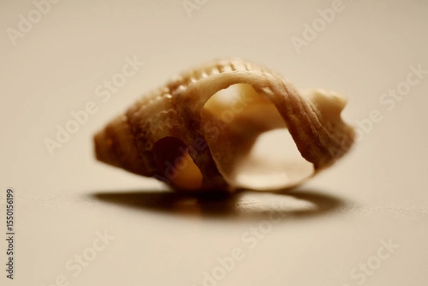 Obraz Intricate Seashell Structure: A Macro View.