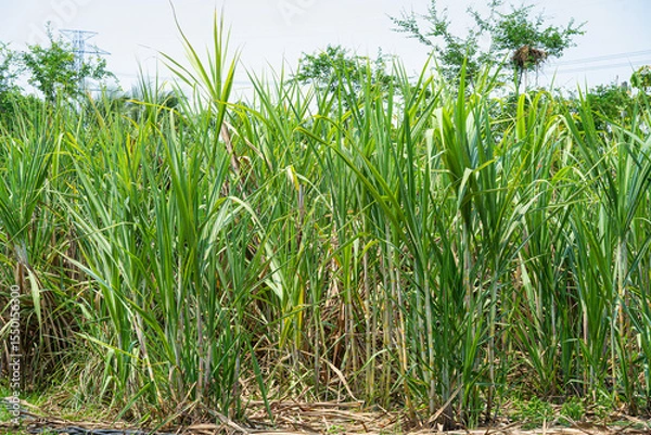 Obraz Sugarcane field farm within nature a tropical the garden integrated agriculture in countryside for food industry or renewable bioenergy power with daylight blue sky white clouds in Thailand.