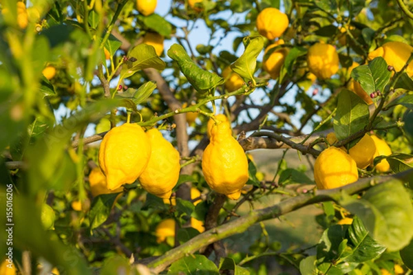 Fototapeta Lemon tree closeup