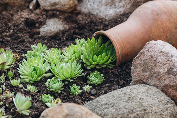 Fototapeta A creative garden composition features a tipped clay pot with succulents cascading onto the ground