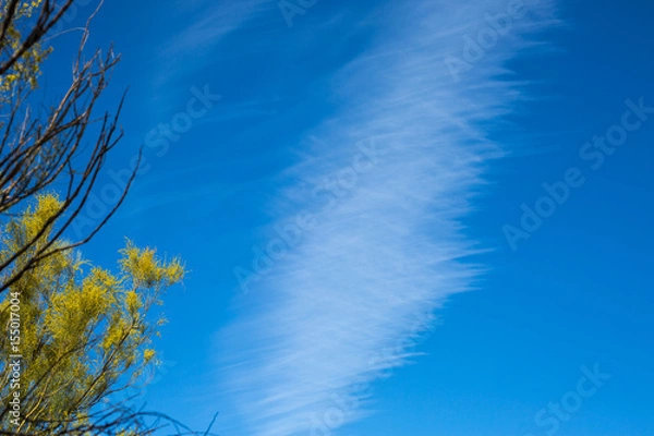 Obraz Forsythia, Strange cloud formation