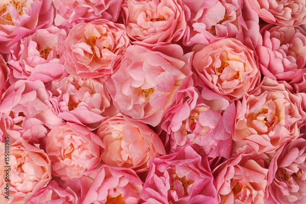 Obraz pink roses background