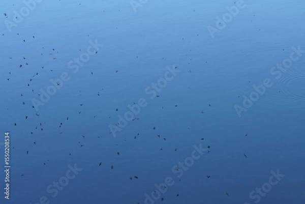 Obraz Mücken fliegen in einem Schwarm abends über Wasser