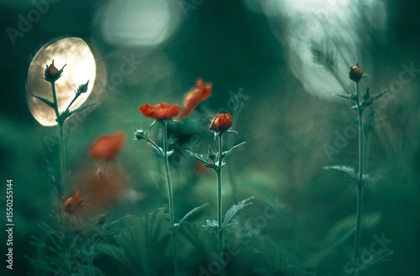 Fototapeta Red wildflowers on the background of a round side.Flowers on a dark evening background in a field.