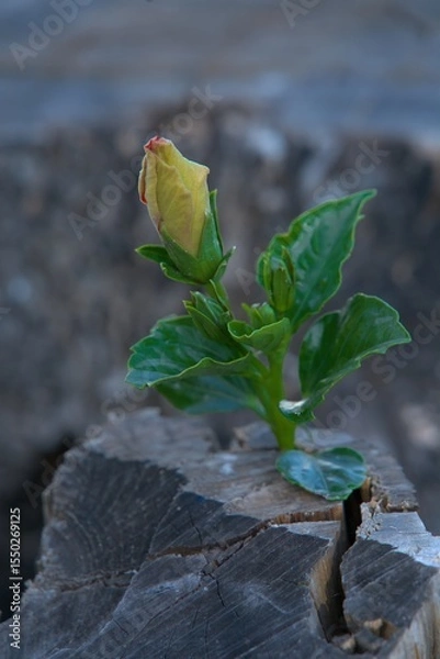 Fototapeta hibuscus flower bud with sepals with green leaves contrasted against a dry weathered tree trunk