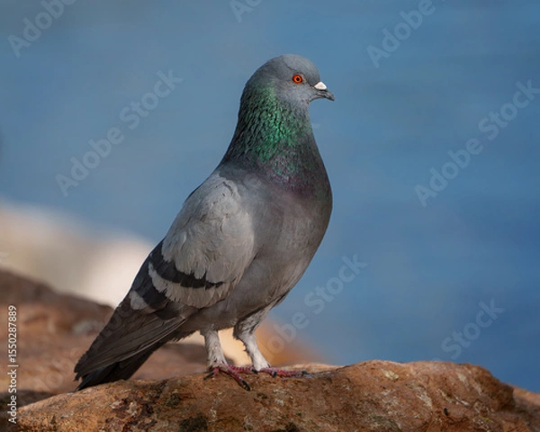 Obraz Rock pigeon in front of a blue background