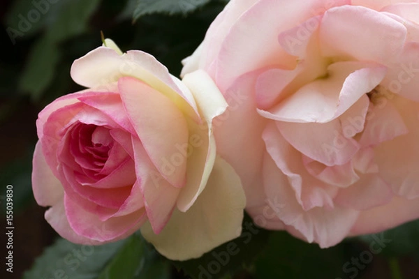 Fototapeta ピンクのバラ