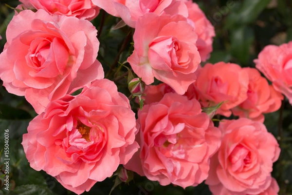 Obraz ピンクのバラ