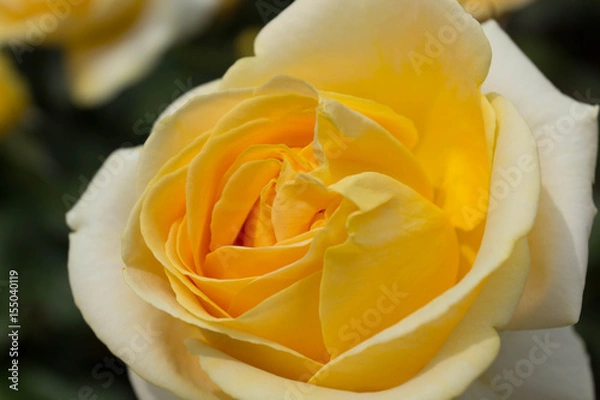 Obraz 黄色いバラ