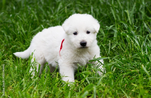 Fototapeta White shepherd puppy on the grass