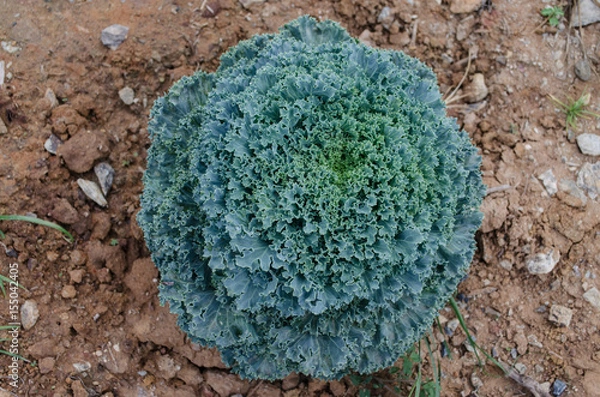 Fototapeta Fancy Cabbage