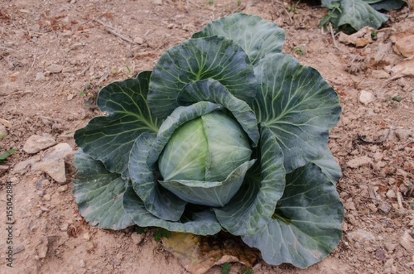 Fototapeta Headed cabbage