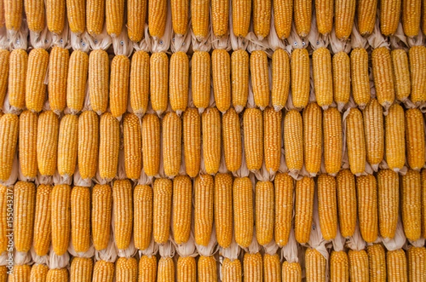 Fototapeta Dry corn wall