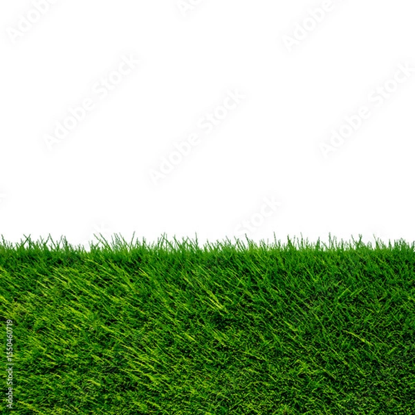 Obraz Thuja hedge isolated, graphic element as a frame