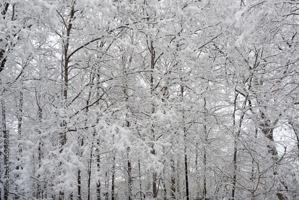 Obraz Snow on forest trees