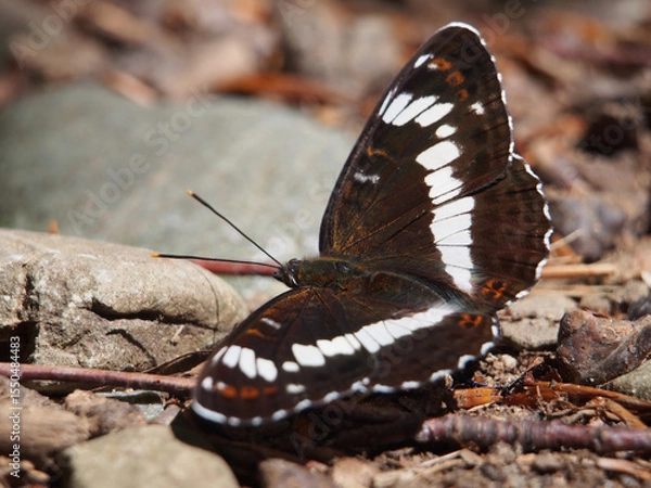 Fototapeta Close-up of a Eurasian white admiral (limenitis Camilla) sitting on the forest floor of the Siebengebirge